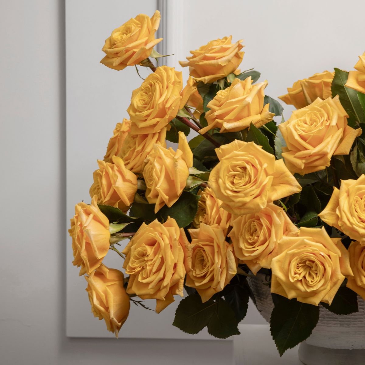 The open petals of RP Midas Touch