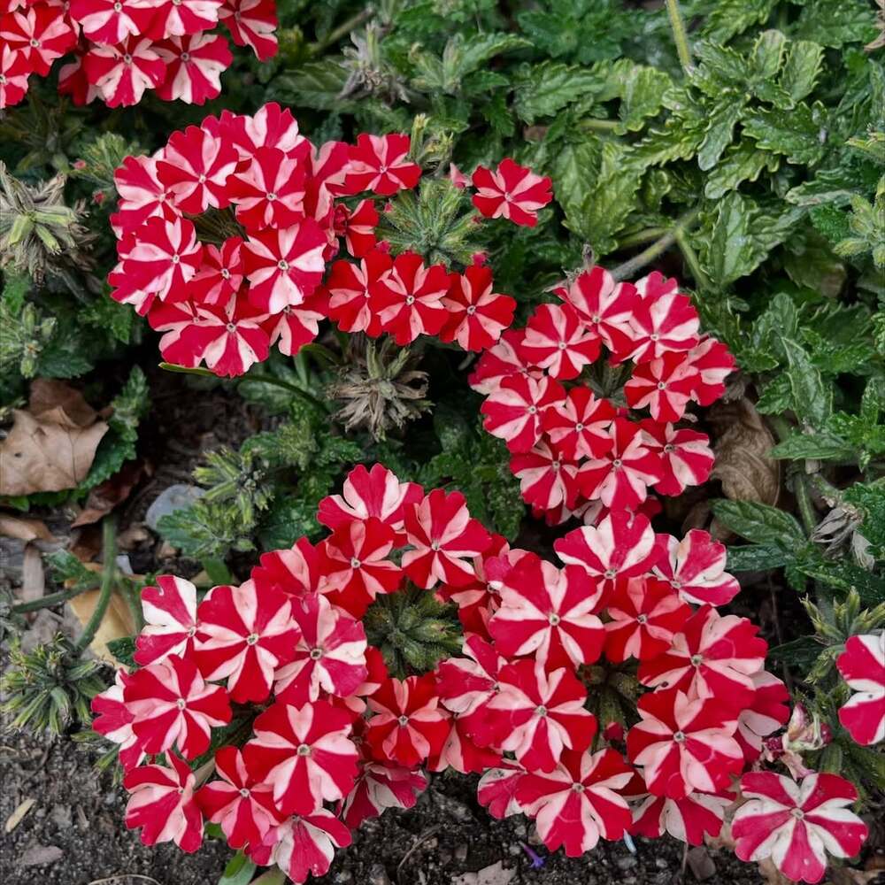 Close-up of red patterned flowers Close-up of red patterned flowers
