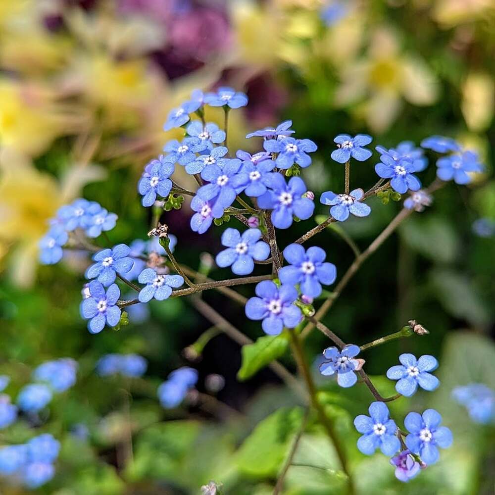Cluster of tiny blooming blue blossoms Cluster of tiny blooming blue blossoms