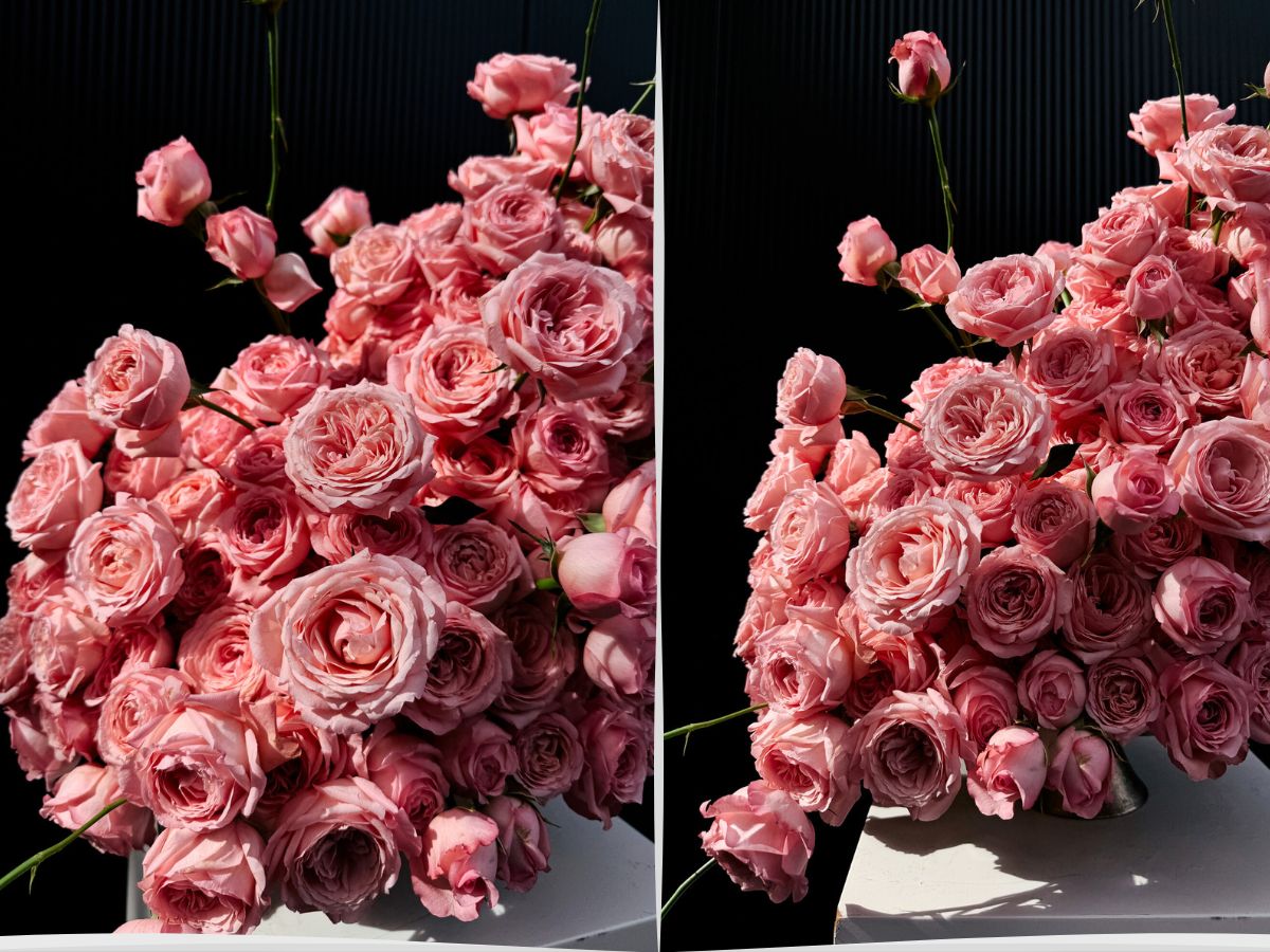 Viking Roses