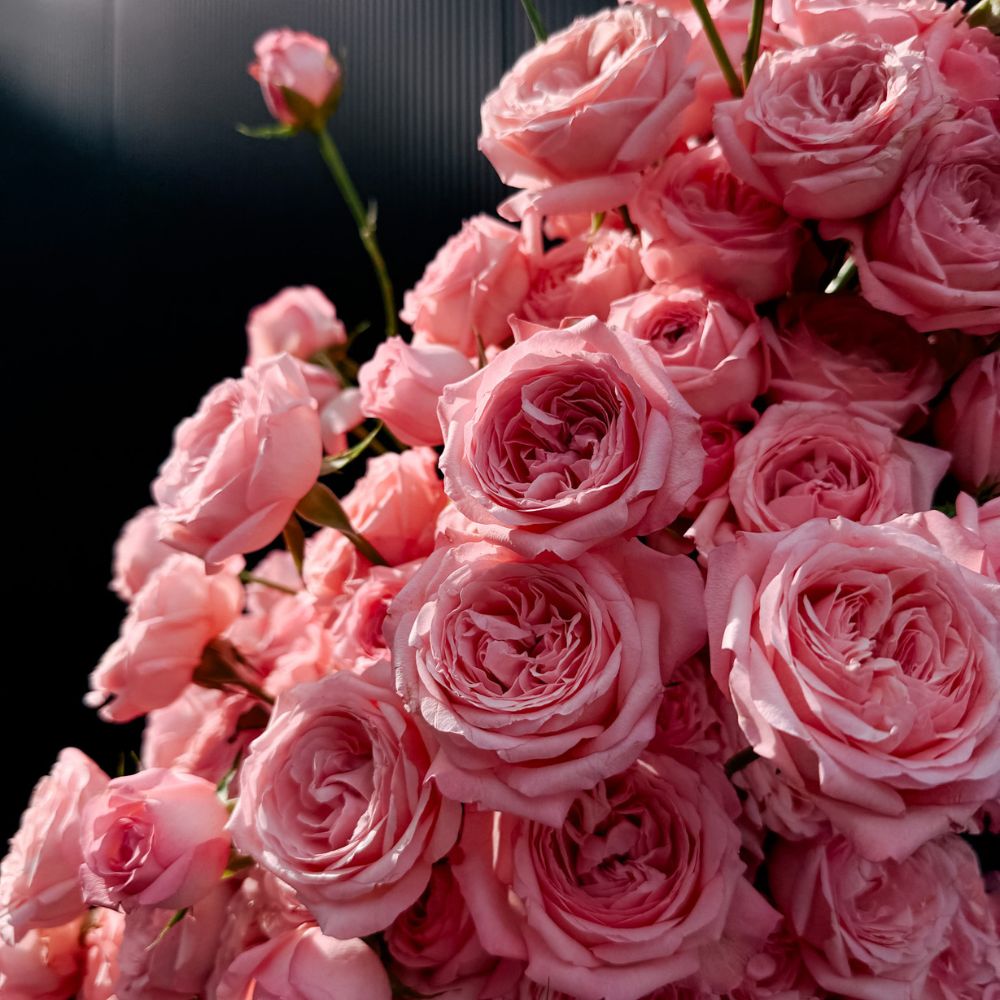 Viking Roses