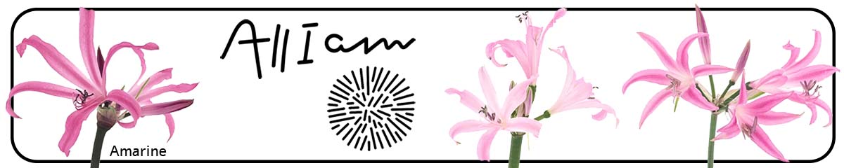 Banner All I Am Amarine