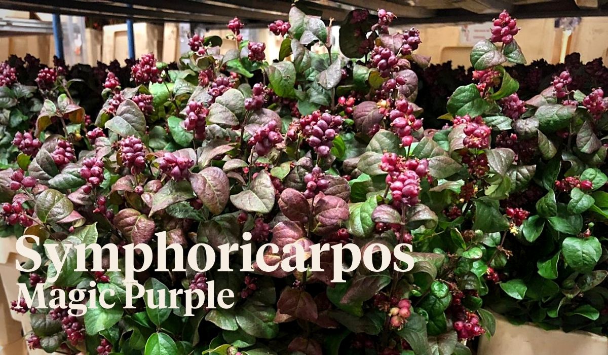Peter van Delft weekly Menu 43 - Symphoricarpos Magic Purple