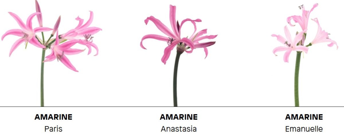 Amarine Paris, Anastasia and Emanuelle from Agro Fleur Select