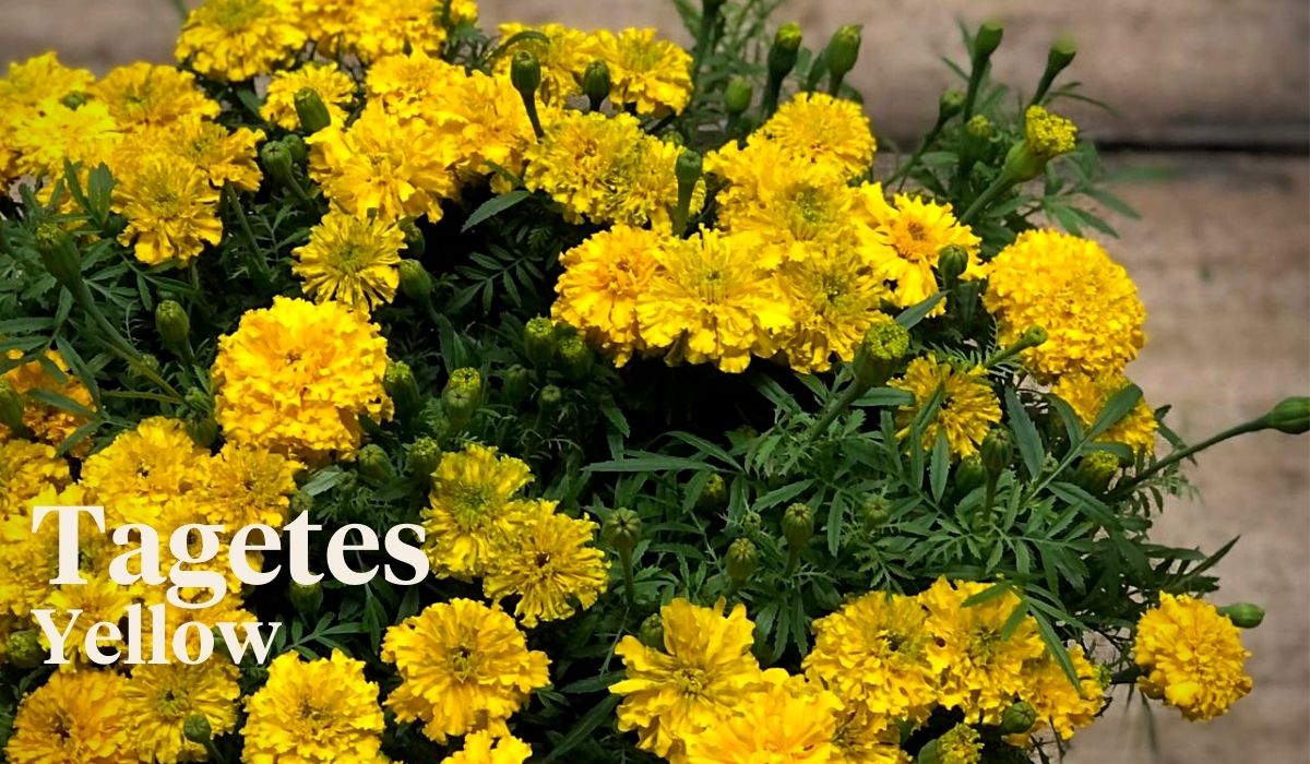 Peter van Delft weekly Menu 43 - Tagetes Yellow