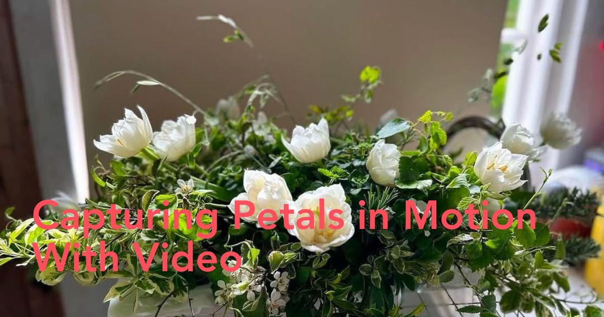 Video Content in the Floral Industry Header Image