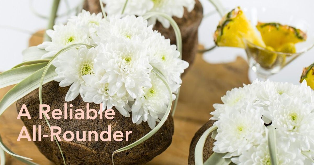 Chrysanthemum Pina Colada by Zentoo and Dummen Orange