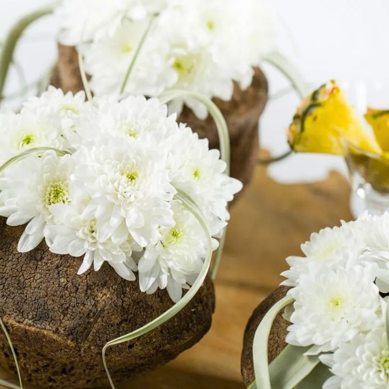 Chrysanthemum Pina Colada by Zentoo and Dummen Orange