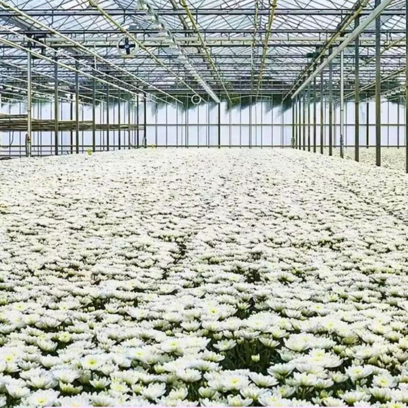 Chrysanthemum Pina Colada greenhouse cees_daily_flower_info