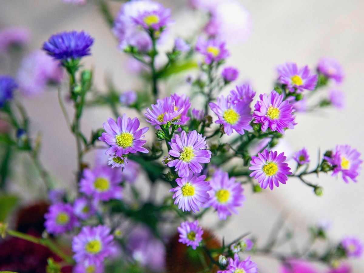 Marginpar’s Aster Meets Bark in an Avant-Garde Take On Floral Arrangements - Thursd Article