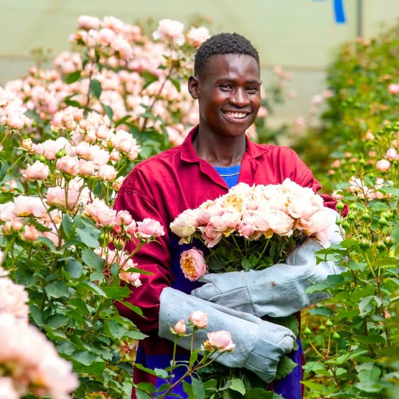 Most popular kenyan roses