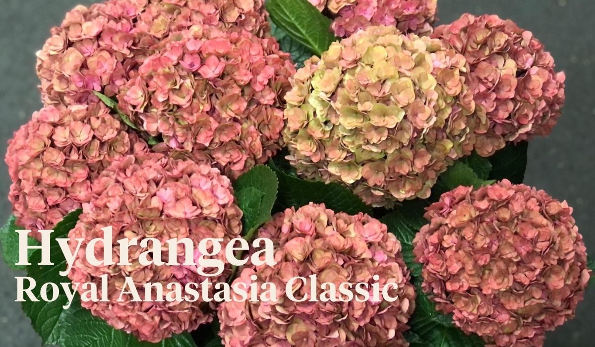 Peter van Delft weekly Menu 43 - Hydrangea Royal Anastasia Classic