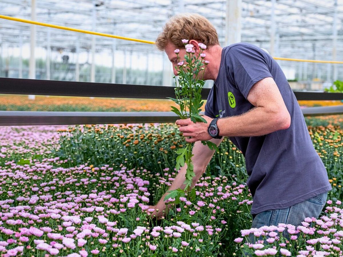 Chrysanthemum growing