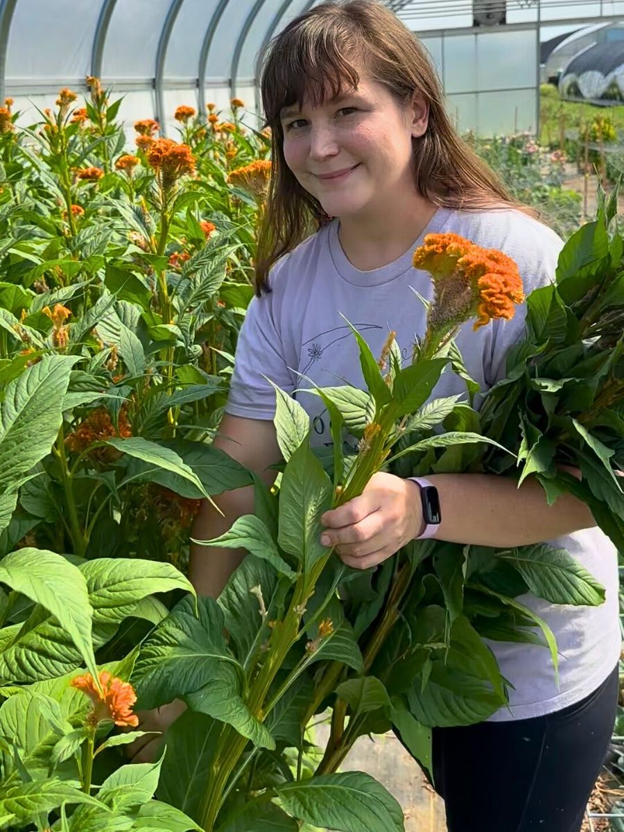 Celosia Finding Your Way to Floriculture Sustainability Funding With Sustainabloom