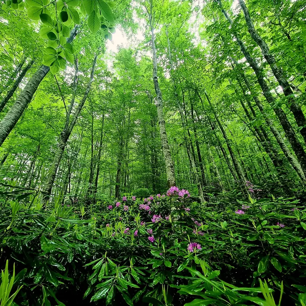 Lush green forest with blooms