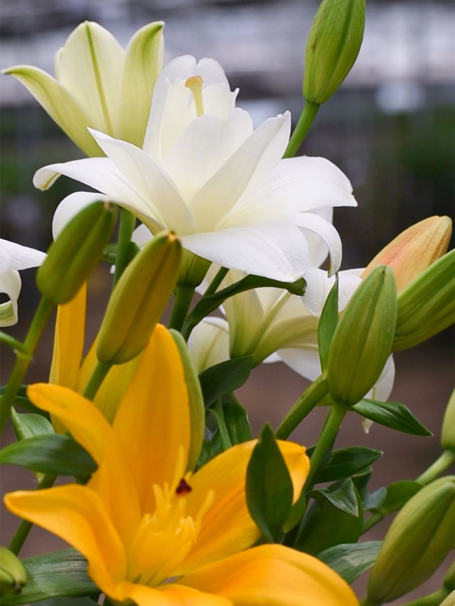 White and yellow butterfly lilies