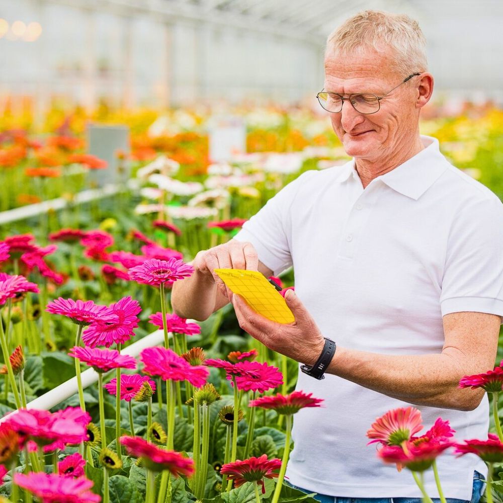 Farming gerbera Sustainabloom Has the Resources to Help You Determine Your Floral Business Return on Investments - Thursd Article.