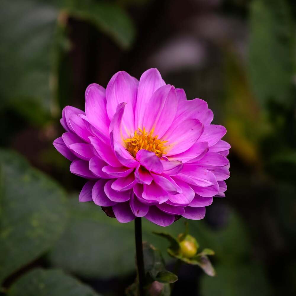 Close-up of vibrant pink flower Close-up of vibrant pink flower