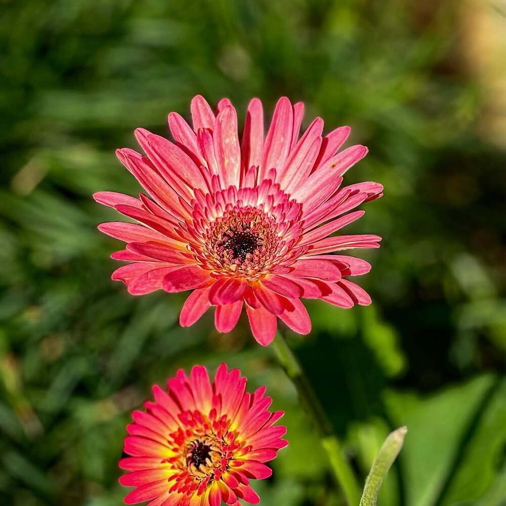 Bright pink flowers in sharp detail Bright pink flowers in sharp detail