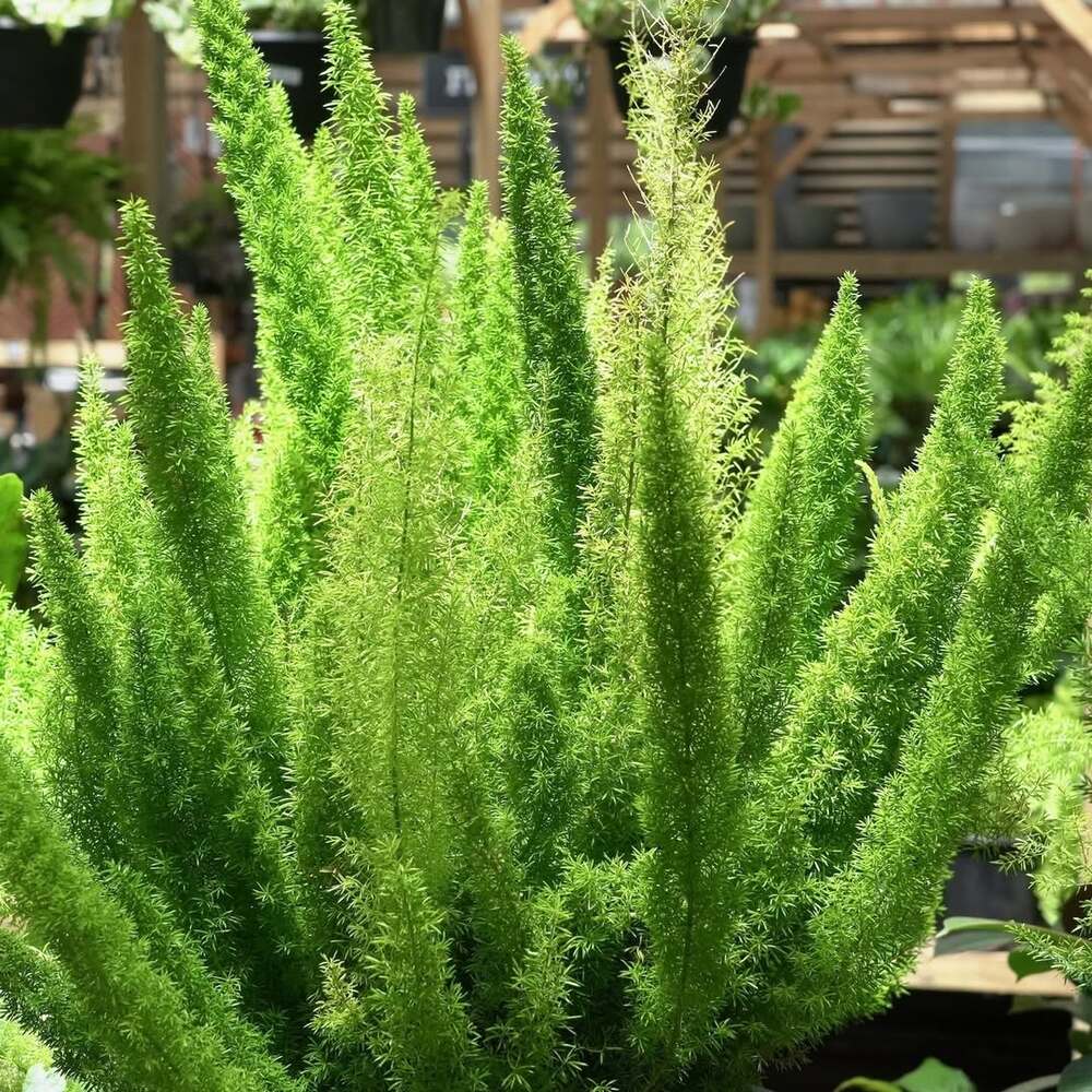 Healthy foxtail fern in sunlight Healthy foxtail fern in sunlight