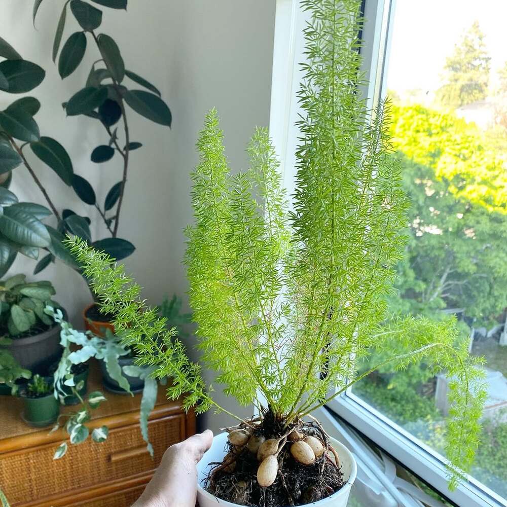 Healthy foxtail fern with tubers Healthy foxtail fern with tubers