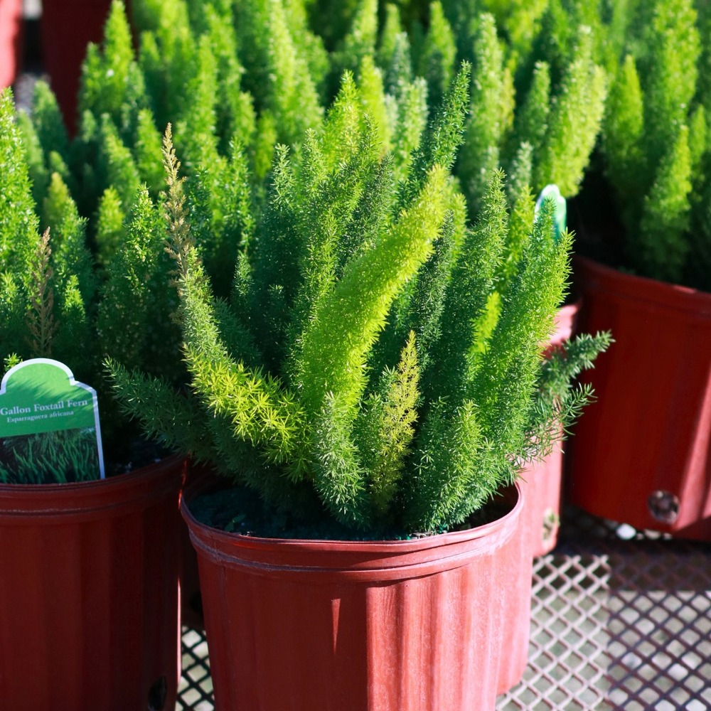 Potted foxtail ferns in nursery Potted foxtail ferns in nursery