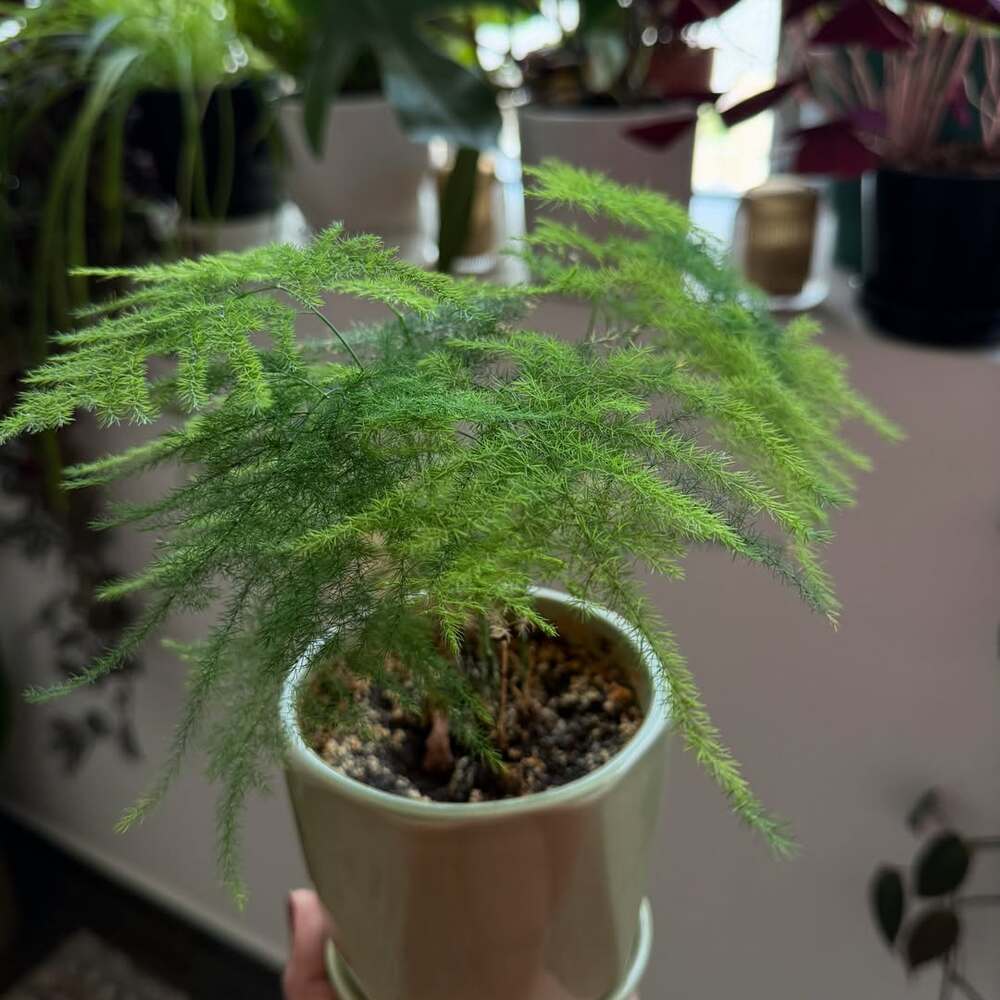 Healthy foxtail fern houseplant Healthy foxtail fern houseplant