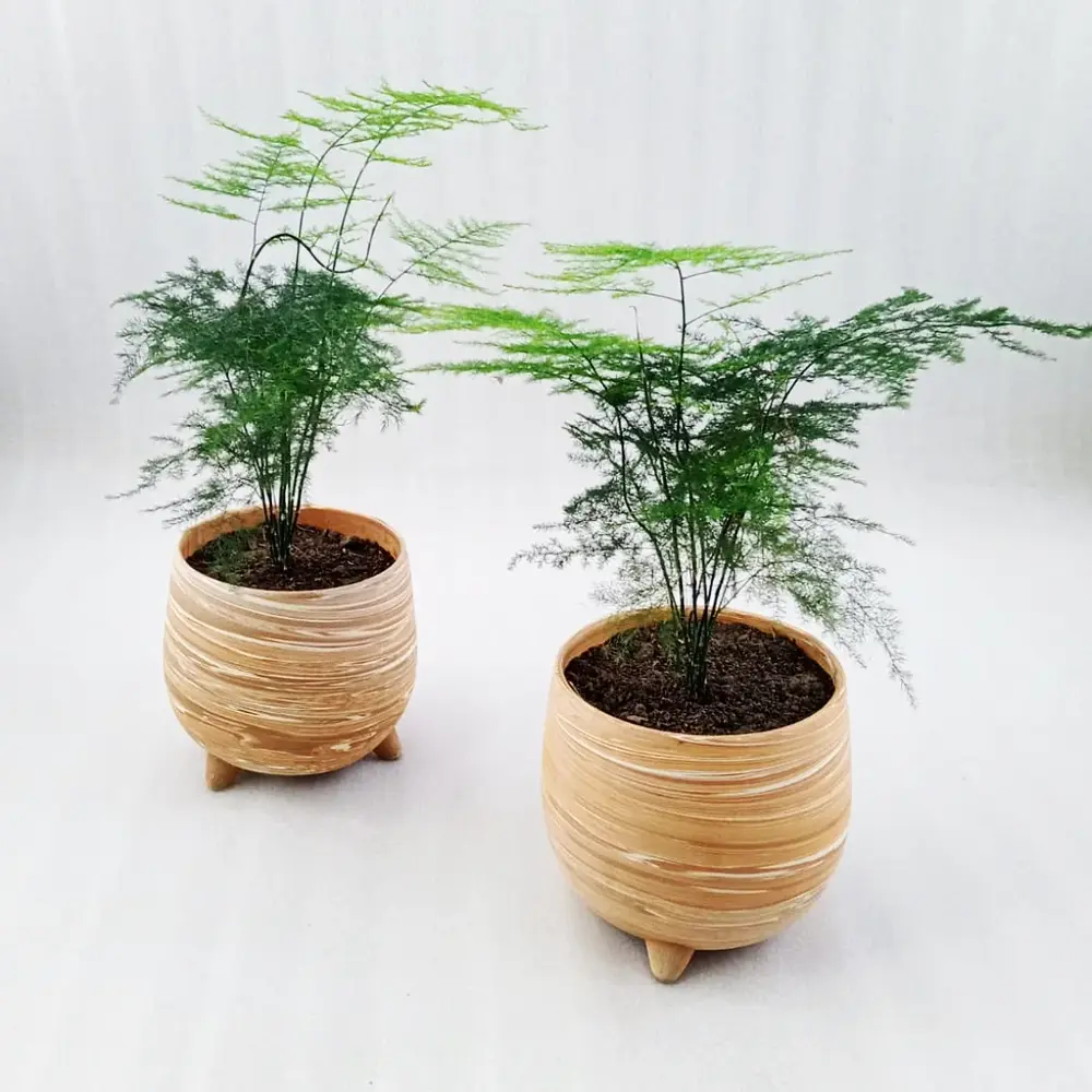 Two foxtail fern plants in pots Two foxtail fern plants in pots