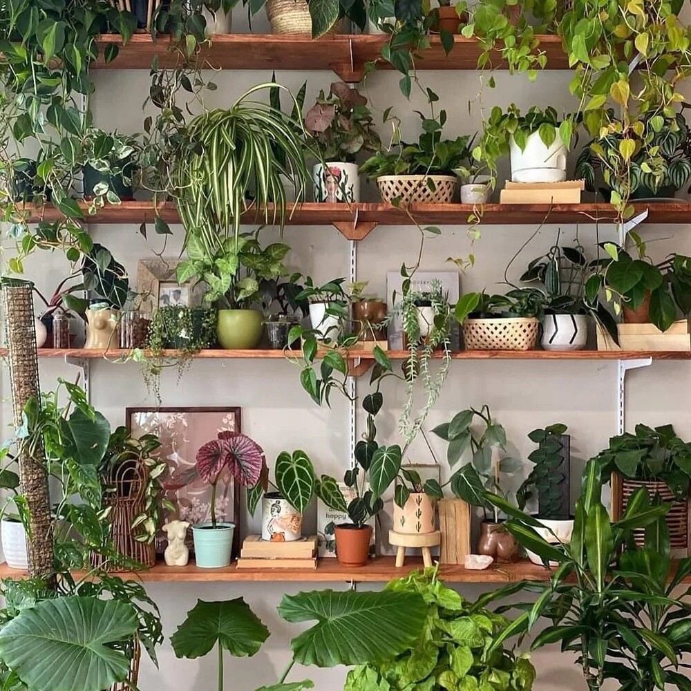 Indoor houseplants displayed on wooden shelves Indoor houseplants displayed on wooden shelves