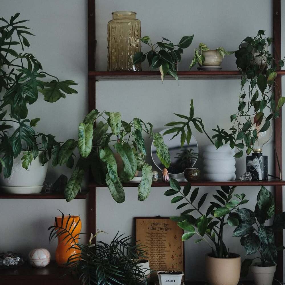 A stylish shelf with various houseplants. A stylish shelf with various houseplants.