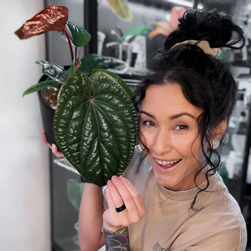 Foxtail Fern for Sale Feature Image