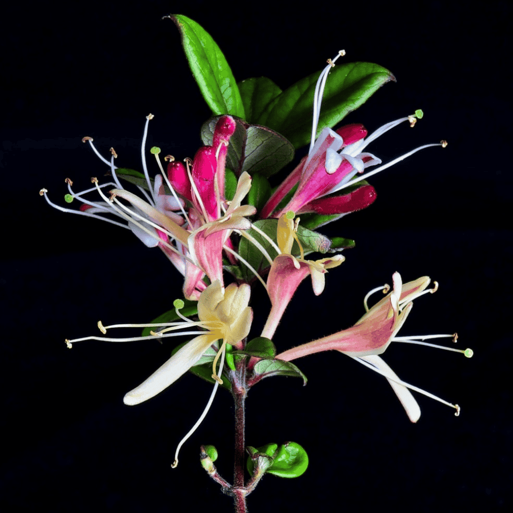 Close-up of delicate honeysuckle flowers with pink and cream petals against a black background