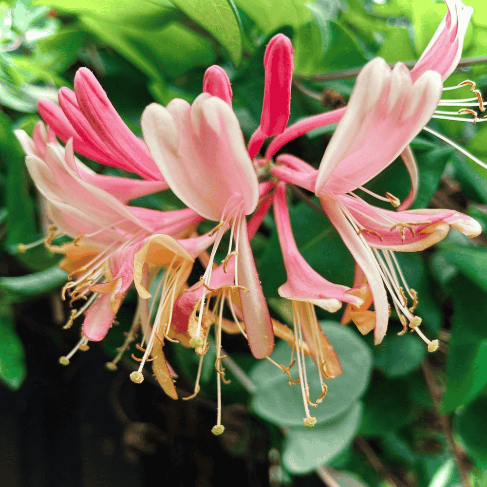 flowers blooming in nature - Beautiful pink honeysuckle 