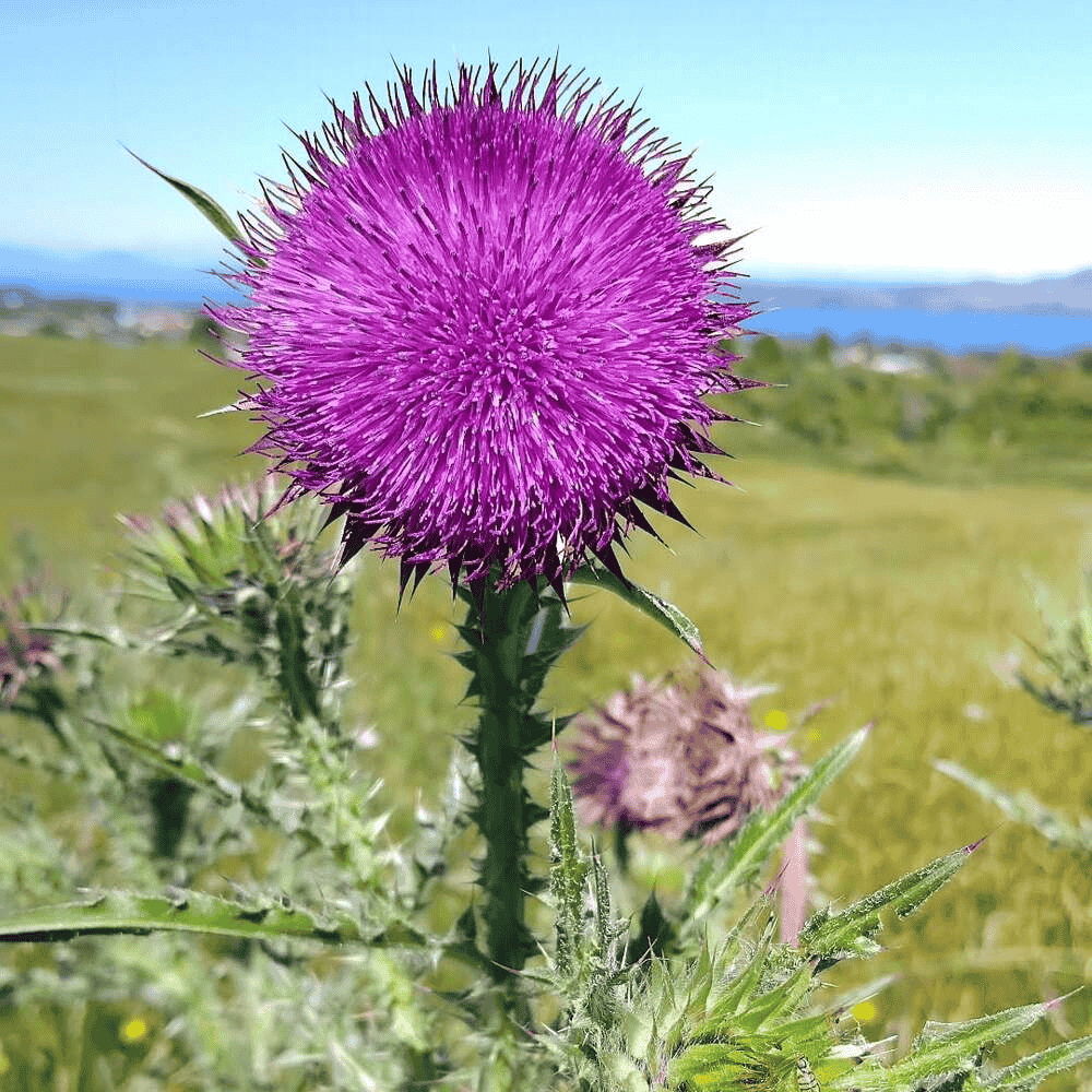 A vibrant purple thistle flower blooming in a scenic countryside.