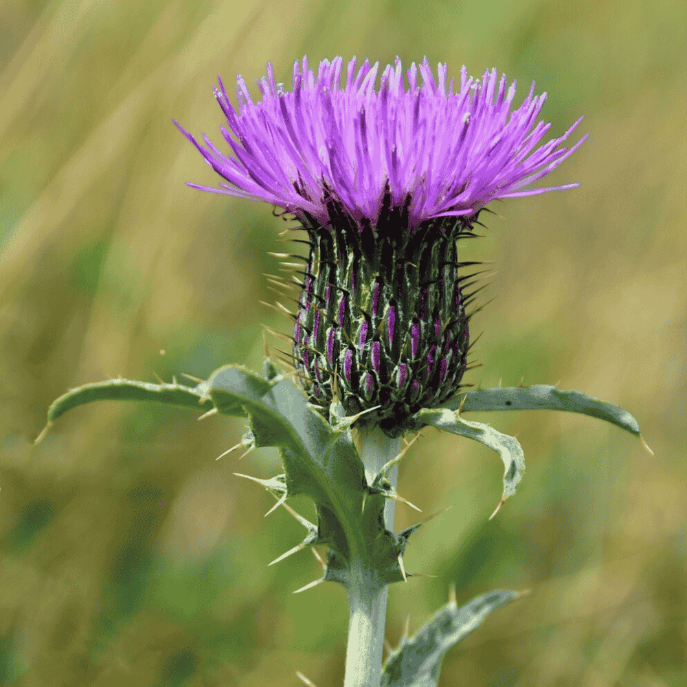 A sharp and spiky thistle with a vibrant purple bloom.
