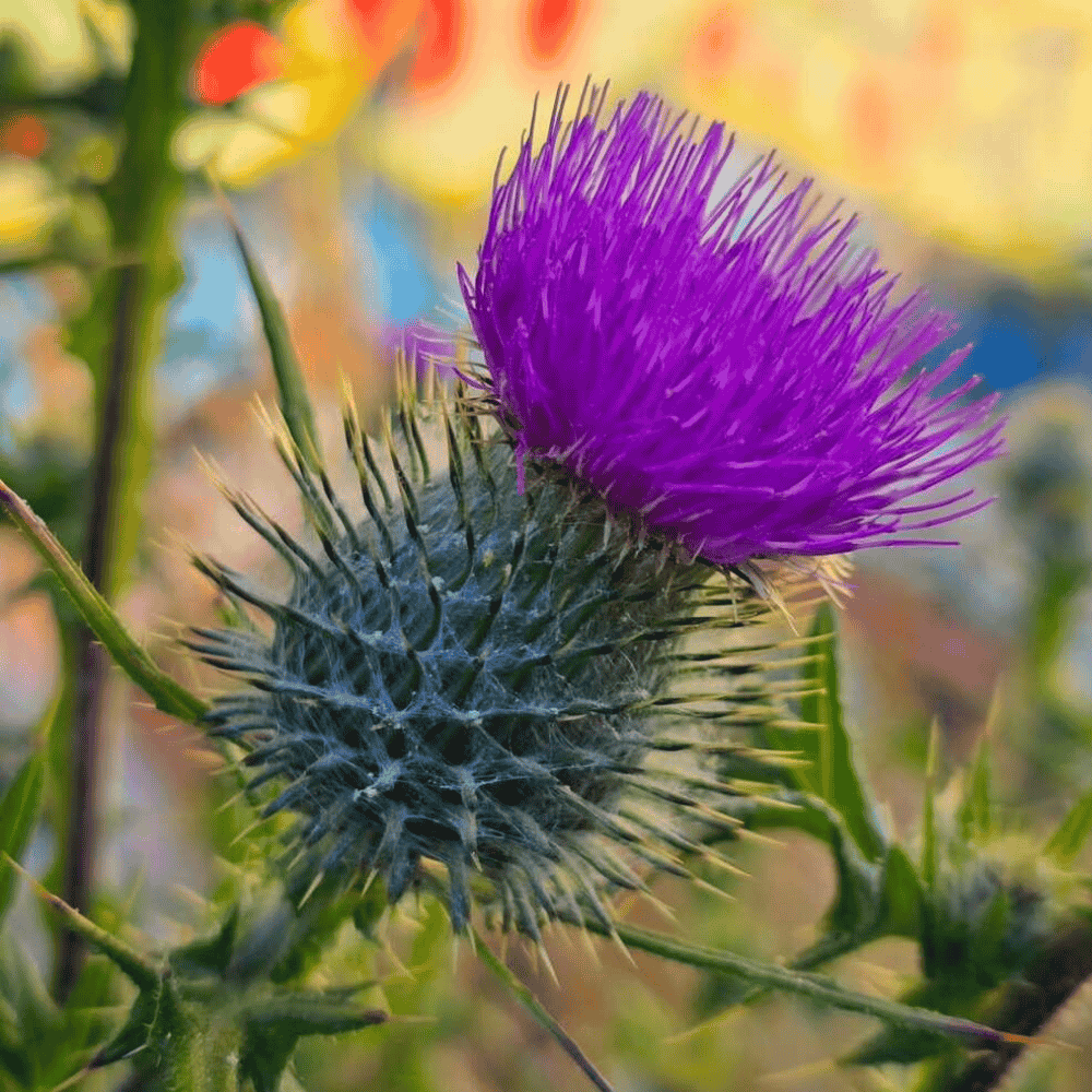 A spiky thistle with a bright purple flower head.