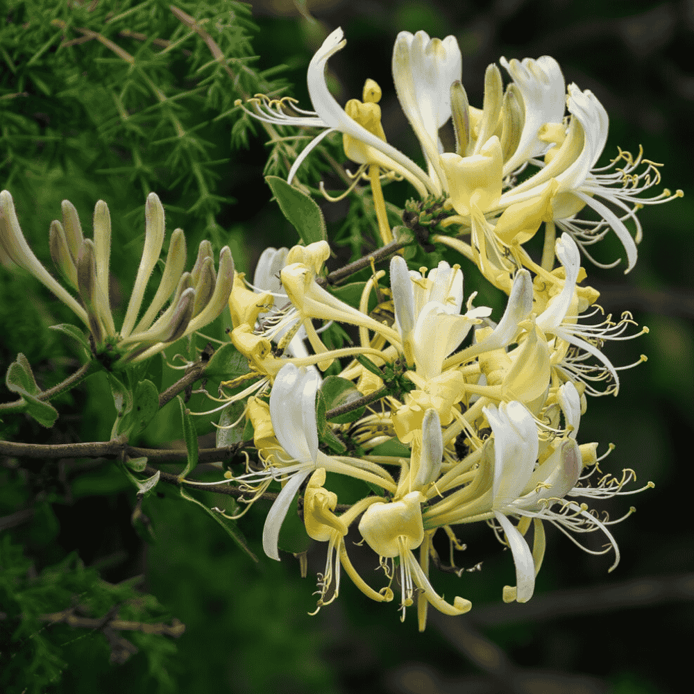 A cluster of delicate white and yellow honeysuckle flowers with curling petals and long stamen