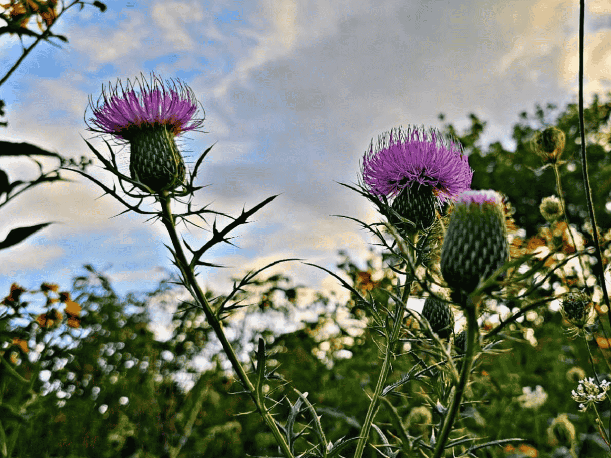 Close-up of purple thistle flowers with spiky stems at dusk.