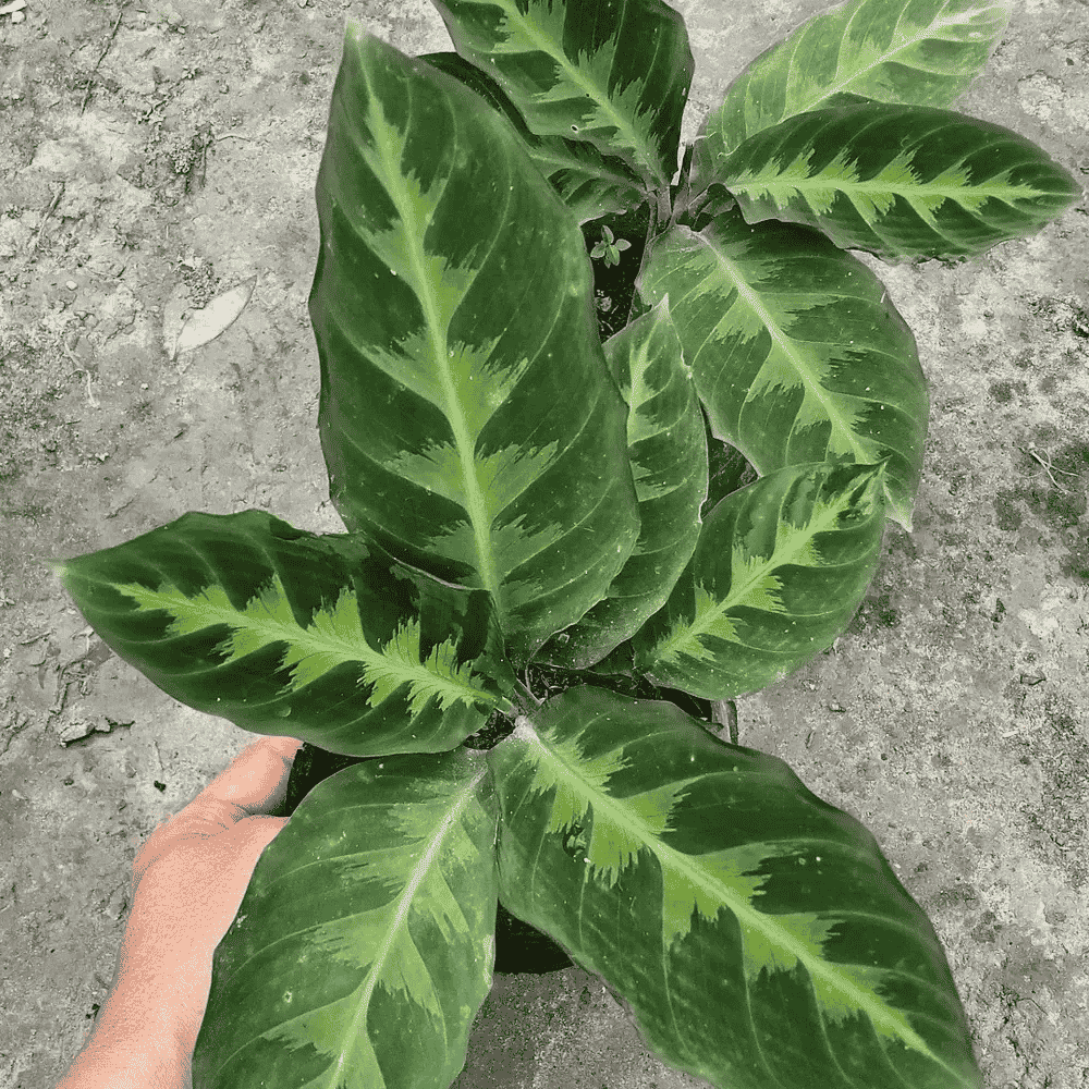 top view of a young Calathea zebrina plant in a pot