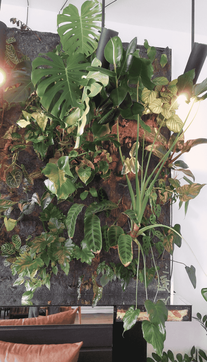 DIY plant wall tropical plants - on Thursd
