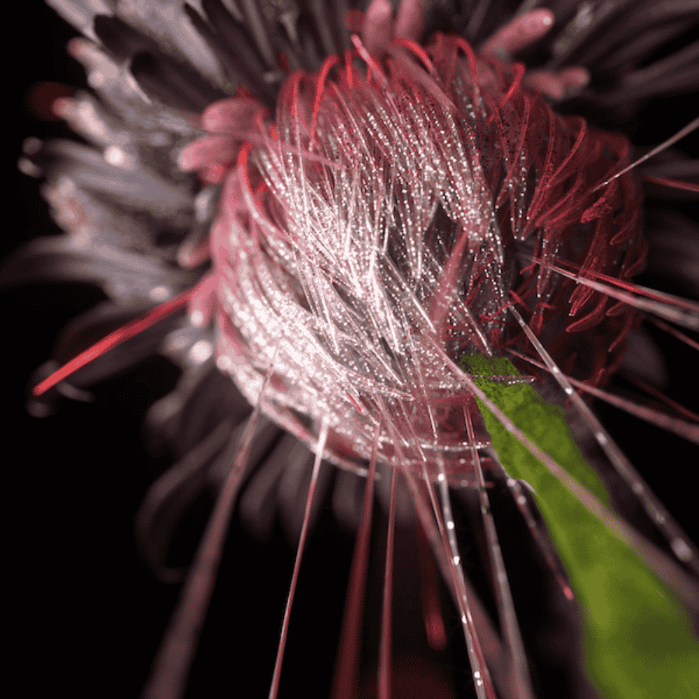 Artificial Blooms by Shy Studio on Thursd Artificial Blooms by Shy Studio on Thursd