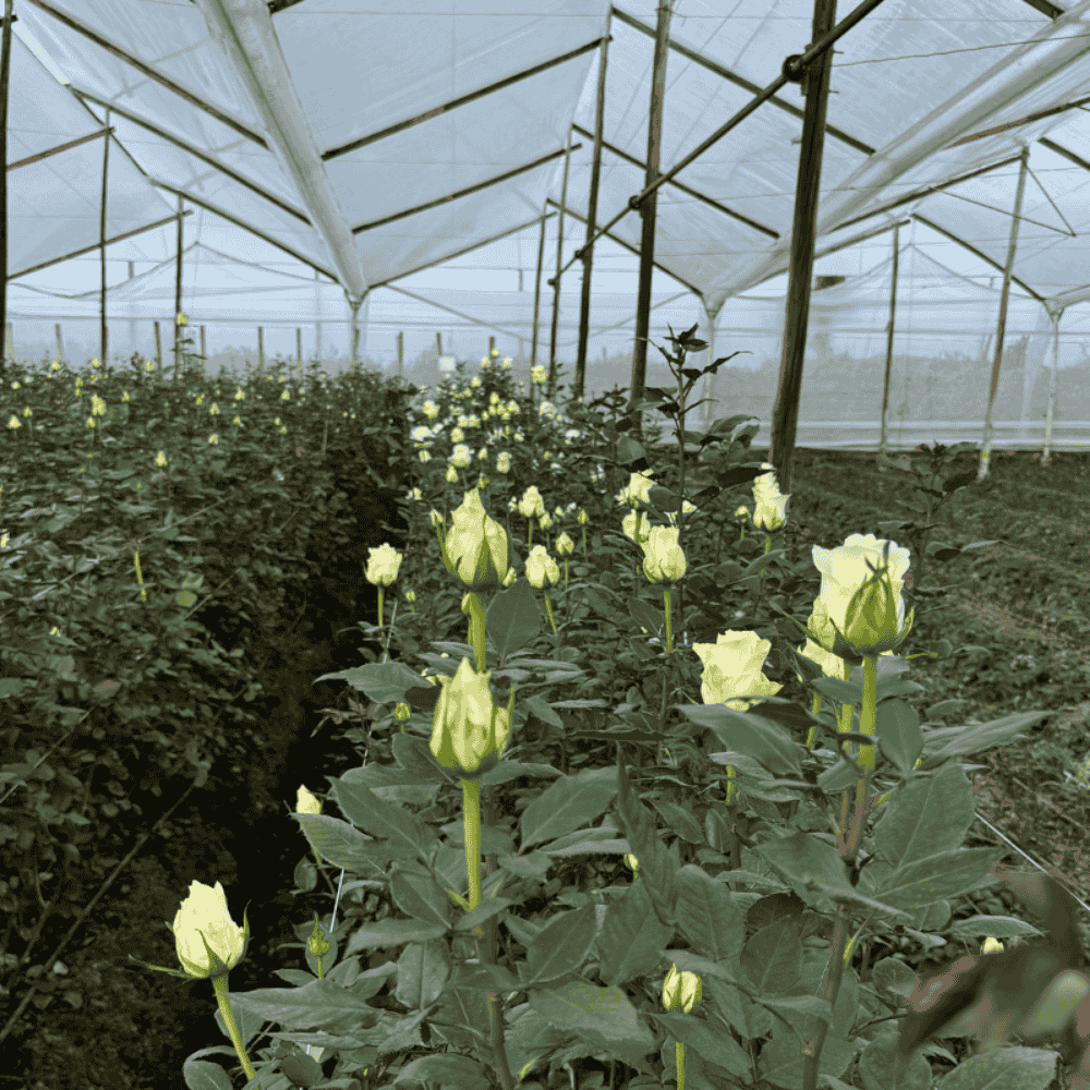 Rose Mont Royal from Jan Spek Rozen in greenhouse Colombia