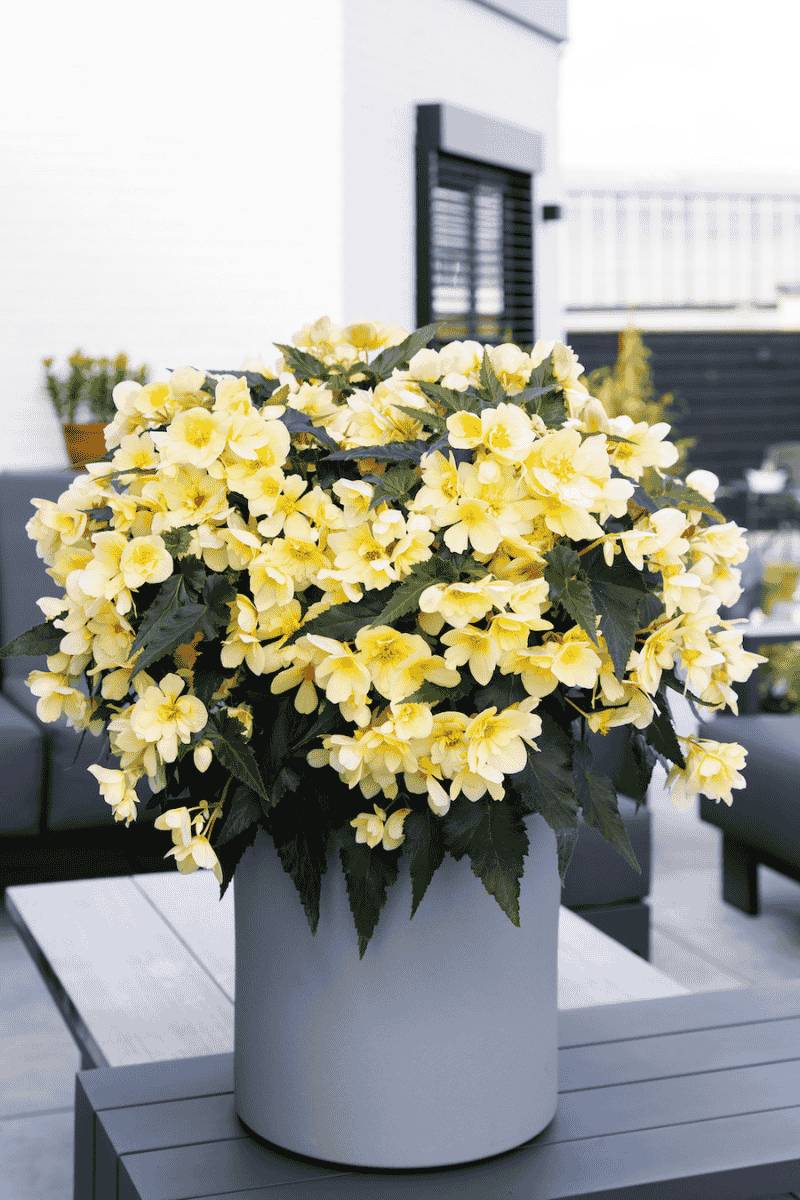 Begonia Florencio Yellow Begonia Florencio Yellow