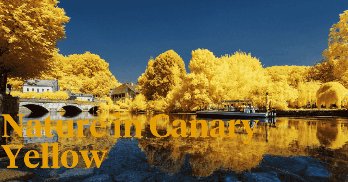 Pierre Louis Ferre captures nature in yellow - Thursd article header image