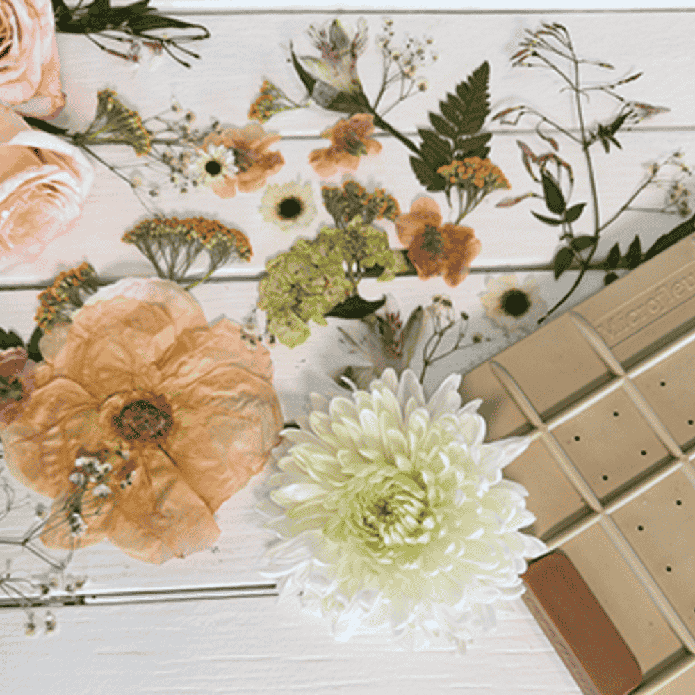 Roses and daisies prepared for pressing