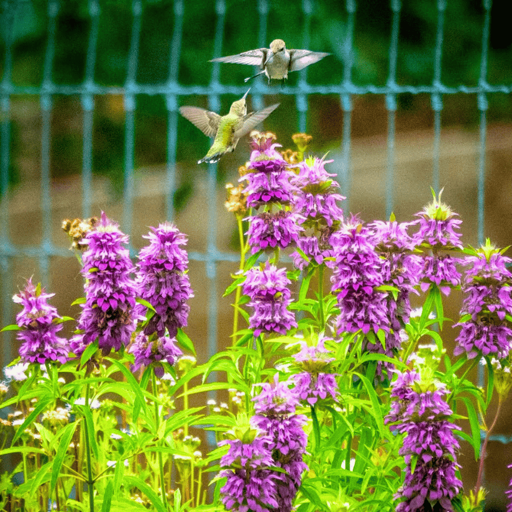 Hummingbids over Bee Balm flowrs