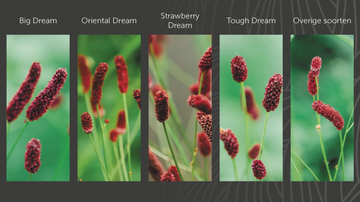 Sanguisorba by BD Flowers in Decorum