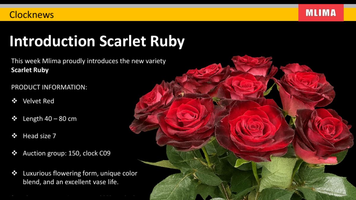 Rose Scarlet Ruby by Fresco Flowers 