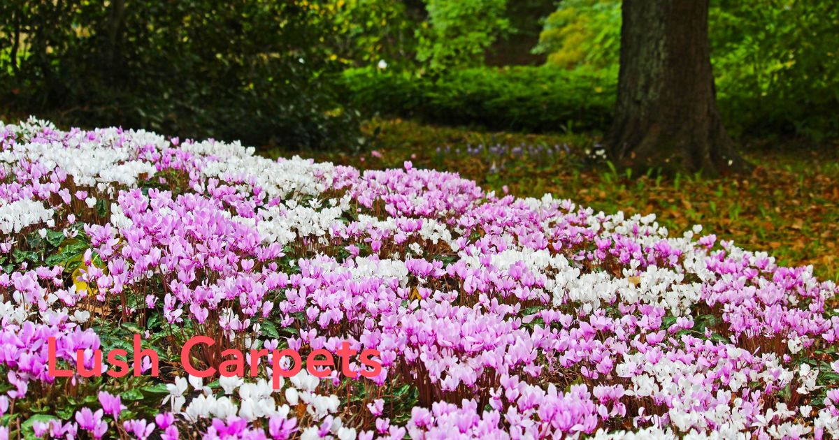 Cyclamen hederifolium by Morel