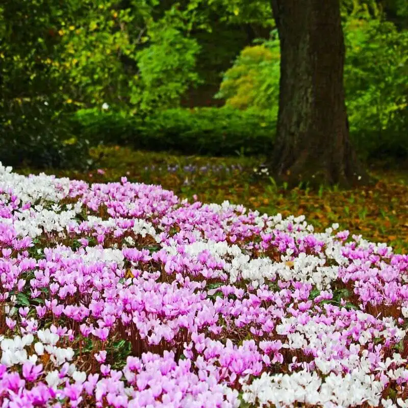 Cyclamen hederifolium by Morel